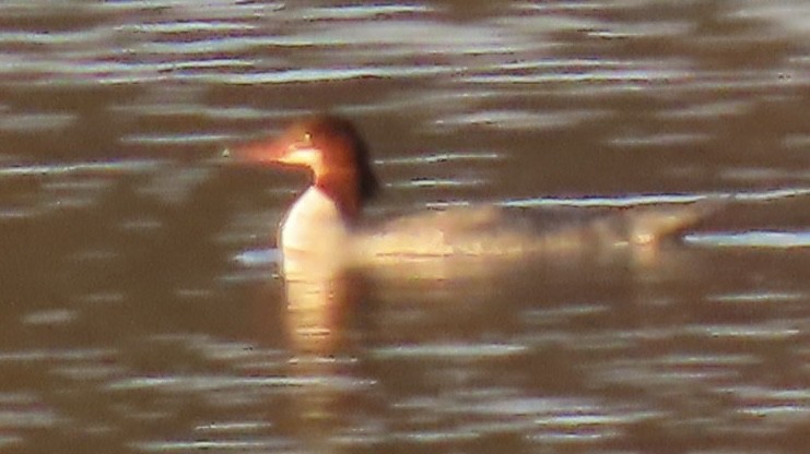 Большой крохаль - ML646862062