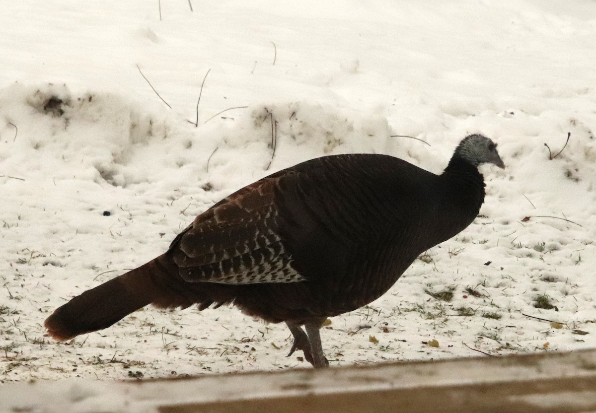 Wild Turkey - ML646862066
