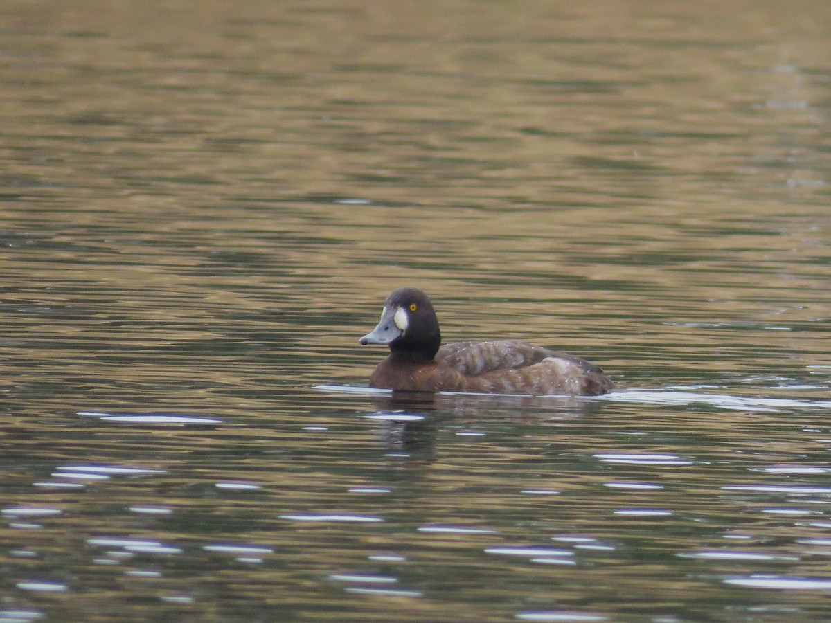 小斑背潛鴨 - ML646862067
