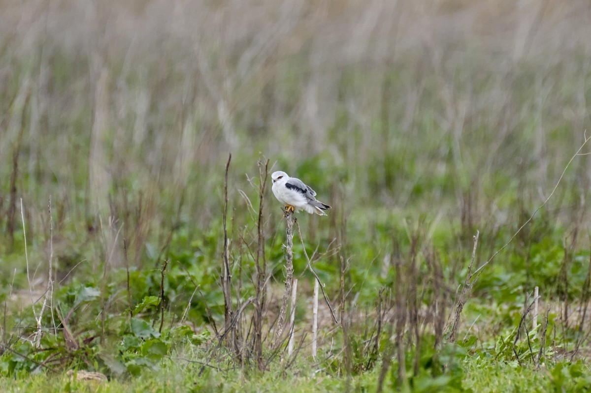 svartvingeglente - ML646862068