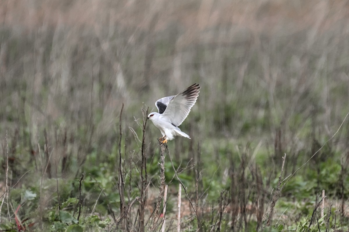 svartvingeglente - ML646862069