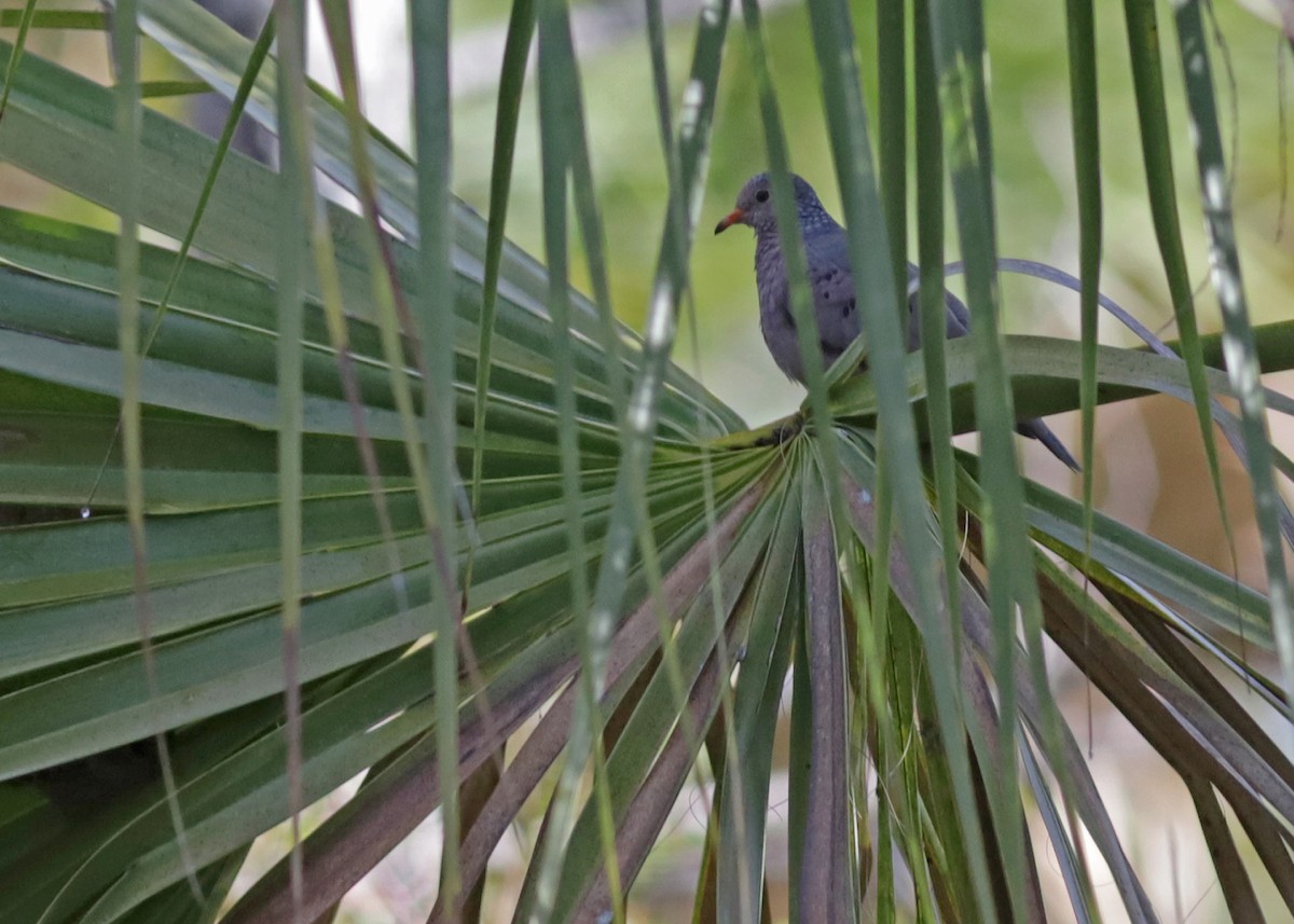 Common Ground Dove - ML646862072