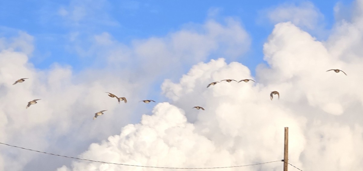 koroptev polní - ML646862073