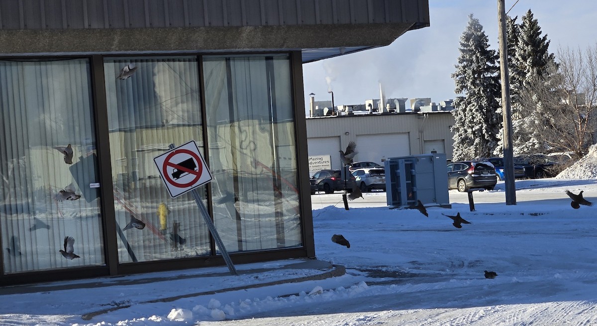 koroptev polní - ML646862074