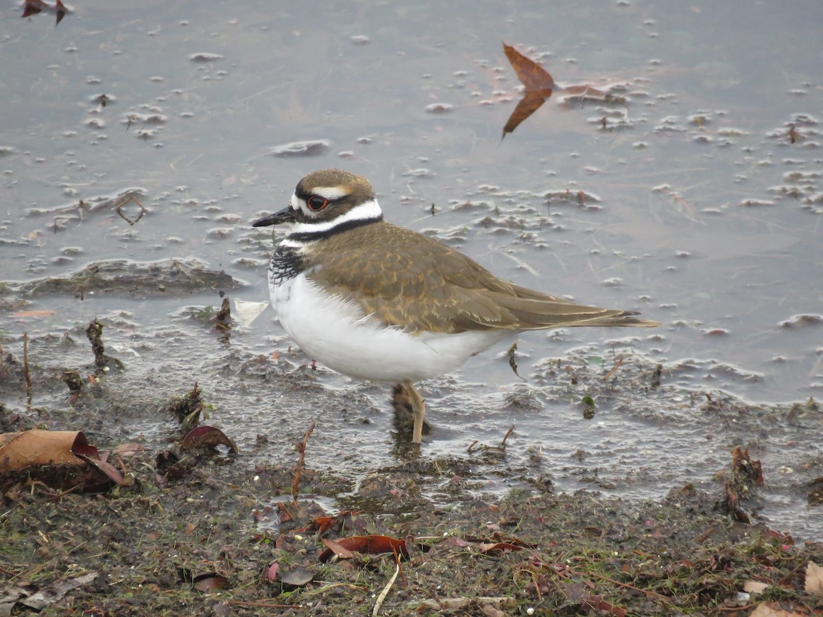 Killdeer - ML646862075