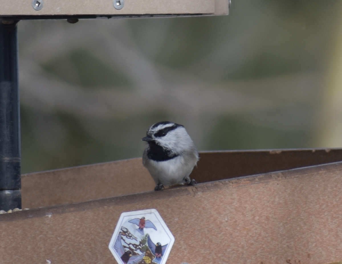 Mountain Chickadee (Rocky Mts.) - ML646862077
