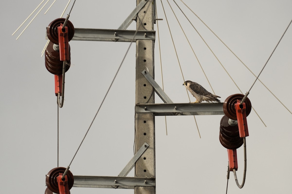 vandrefalk - ML646862083