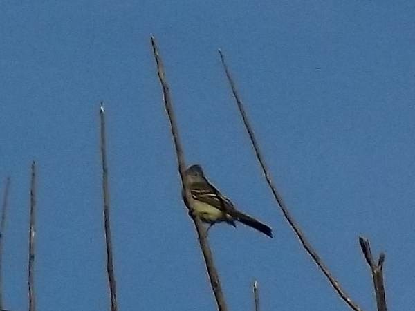 Желтобрюхая эления - ML646862092