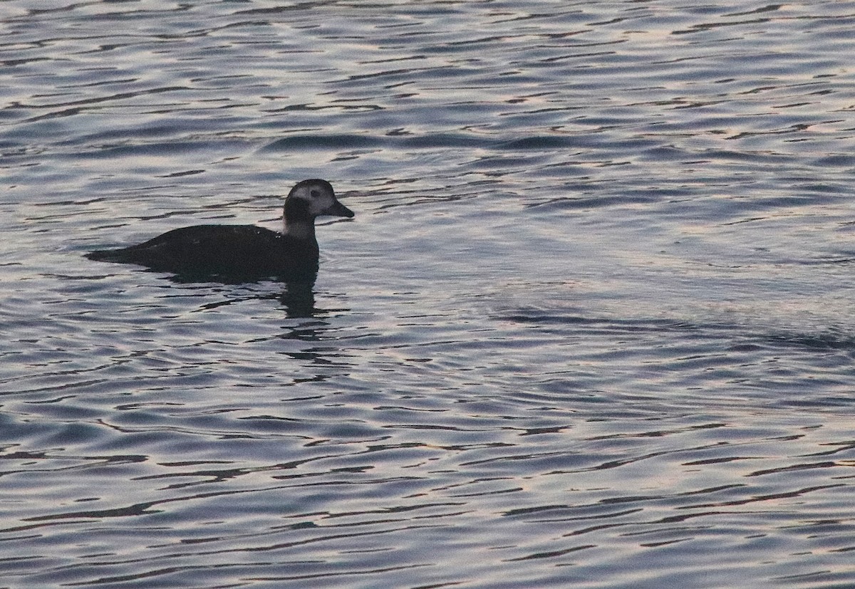 Long-tailed Duck - ML646862093
