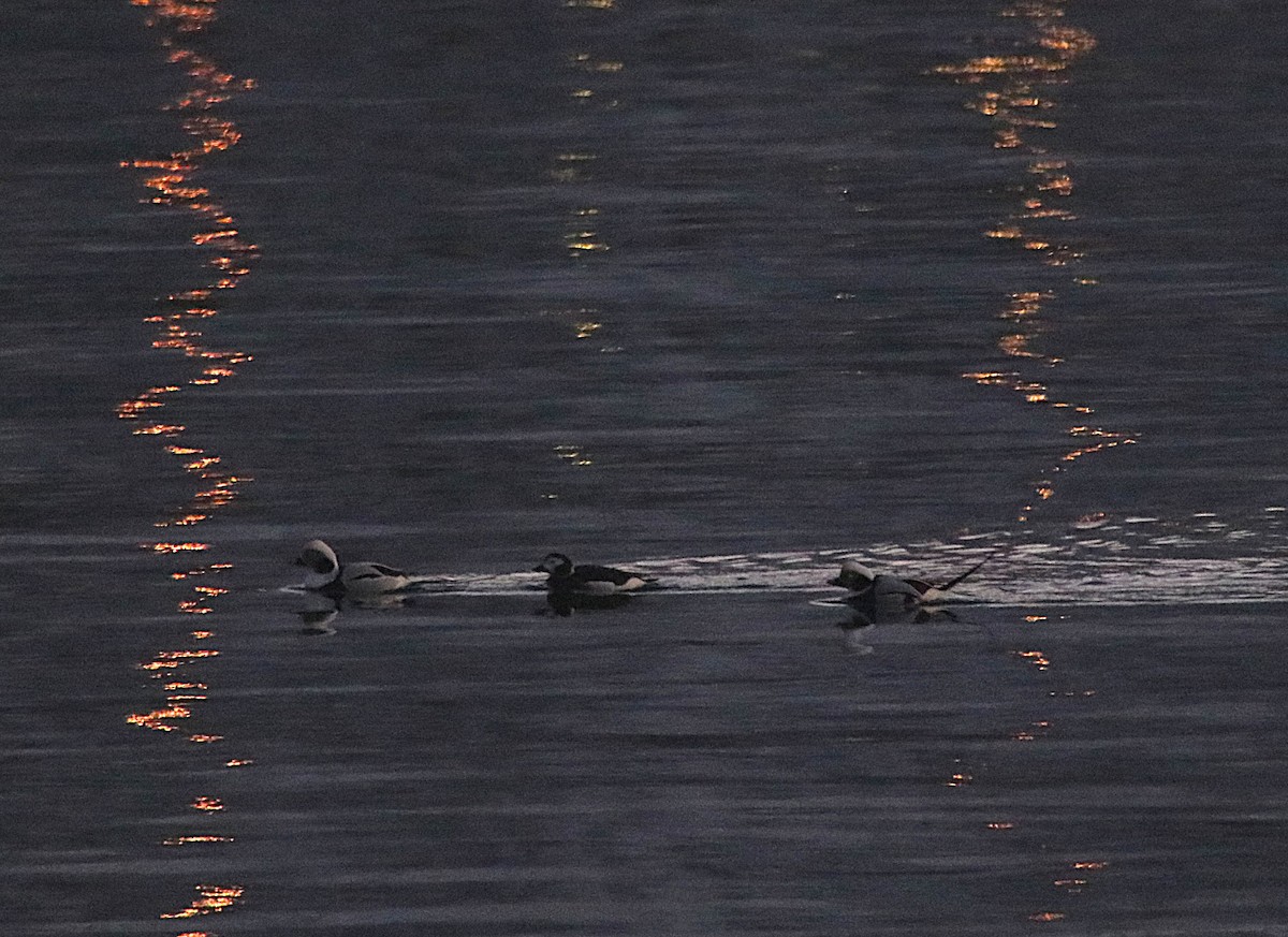 Long-tailed Duck - ML646862094