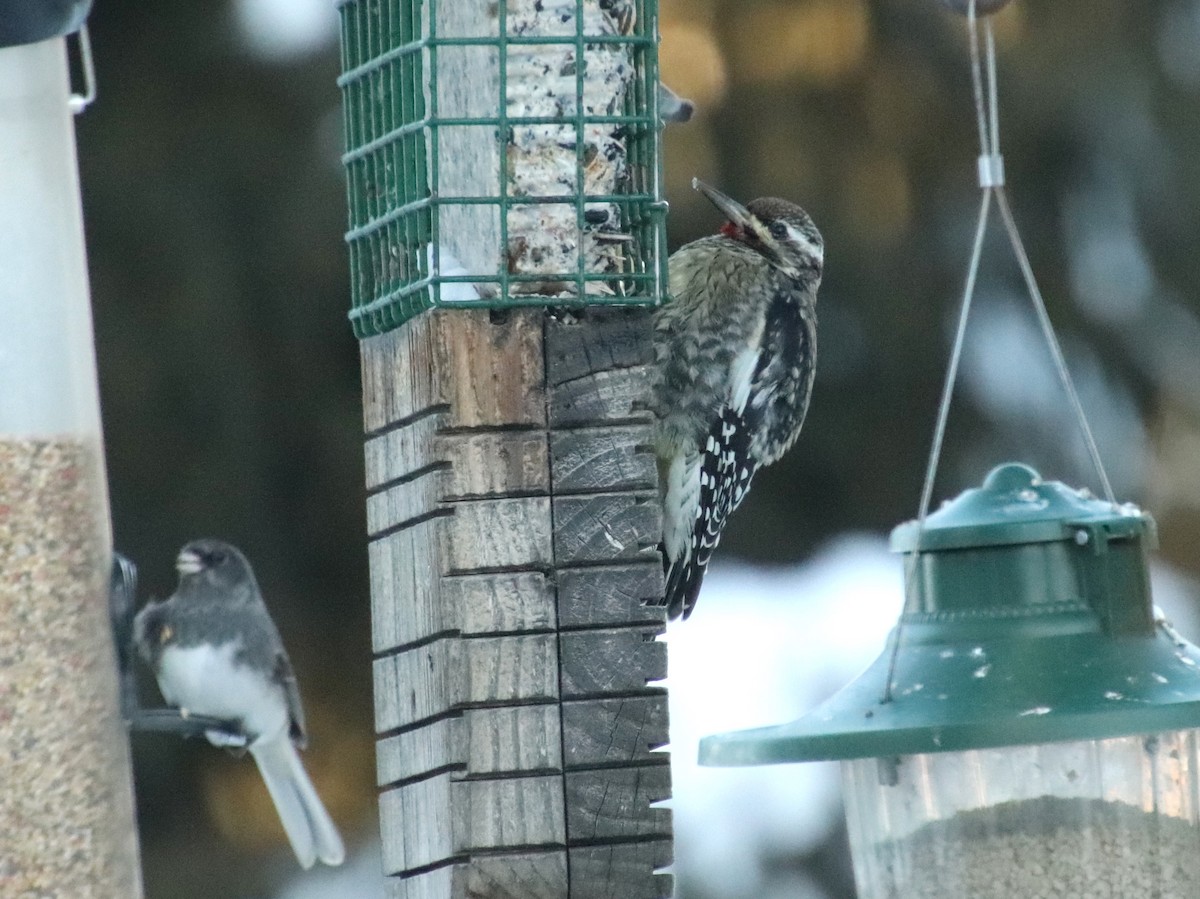Yellow-bellied Sapsucker - ML646862097