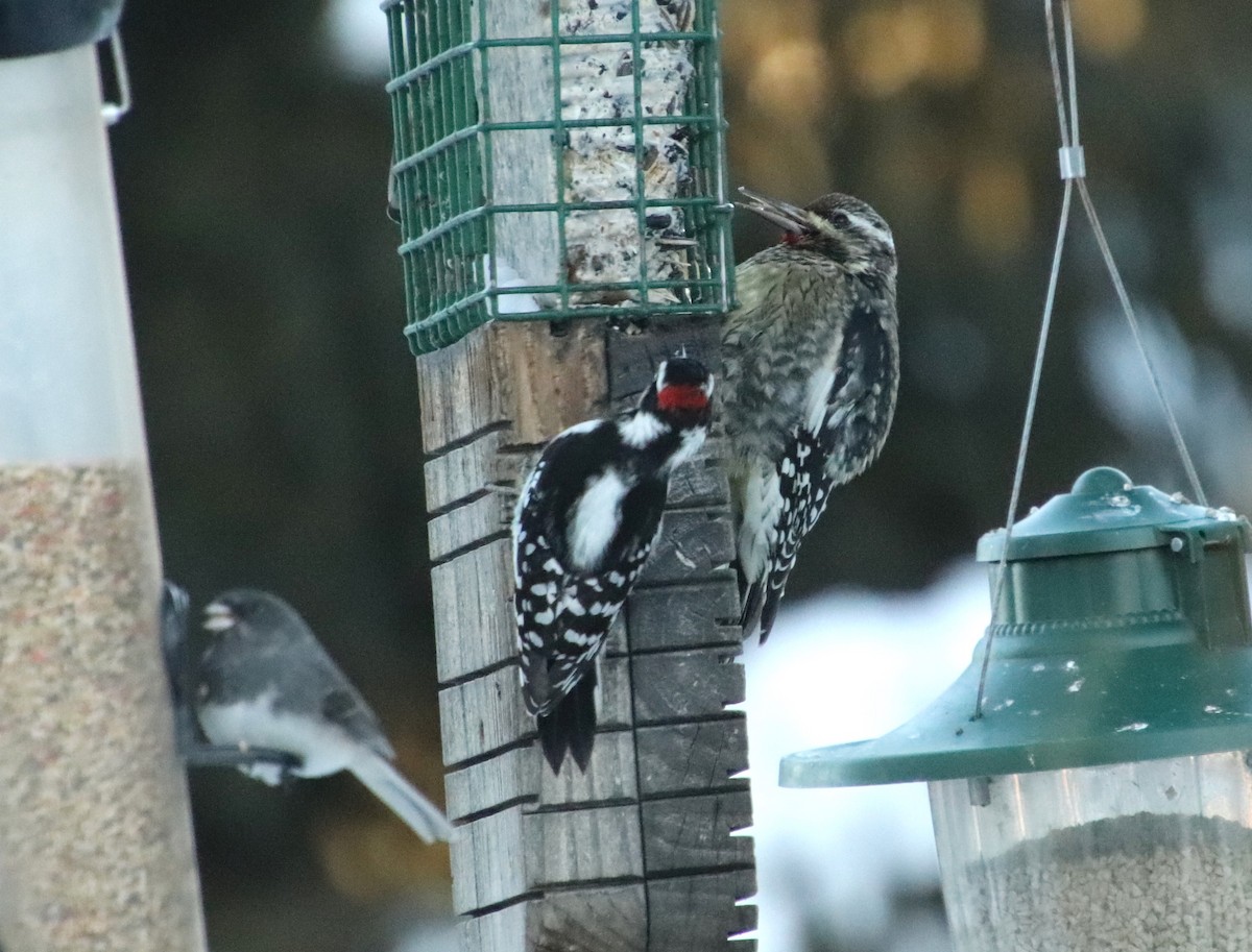 Yellow-bellied Sapsucker - ML646862098