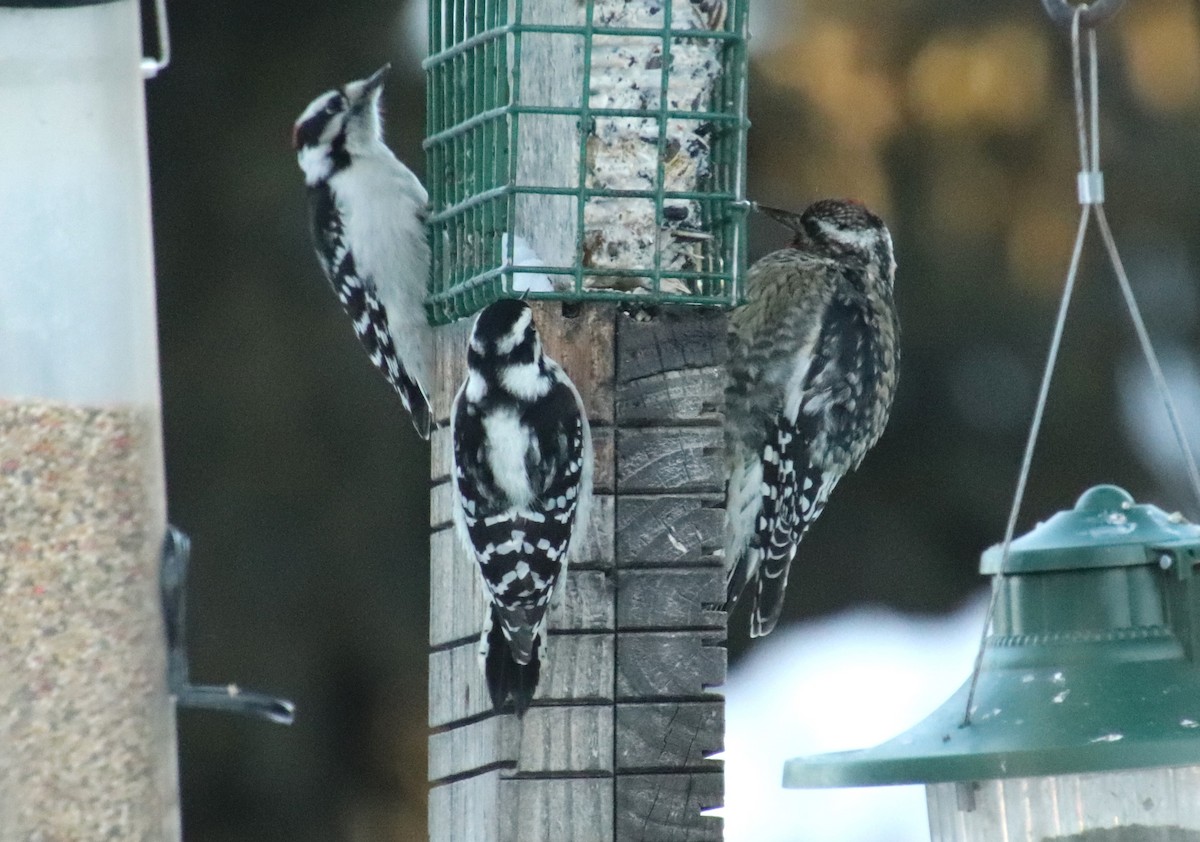 Yellow-bellied Sapsucker - ML646862099