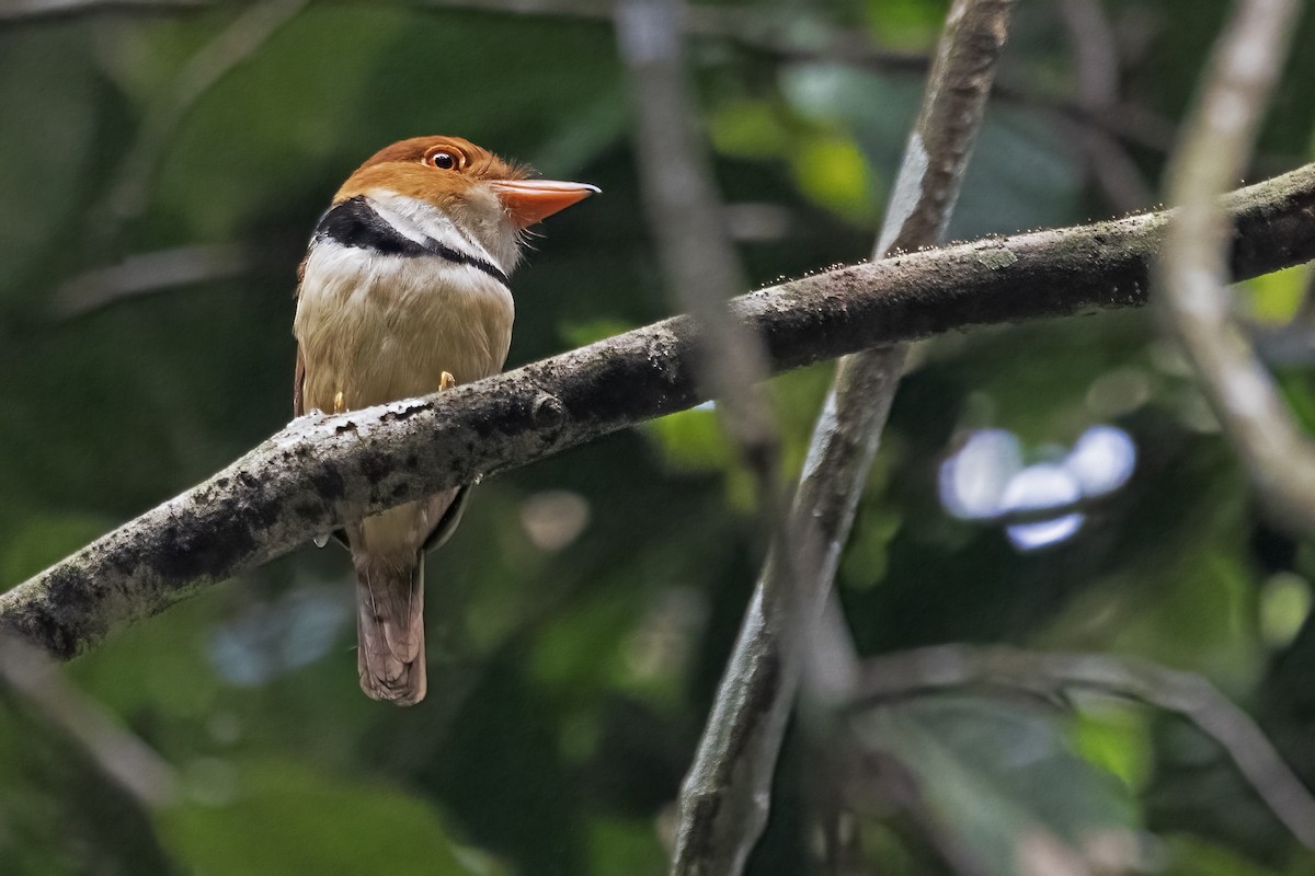 Ошейниковая пуховка - ML646862100