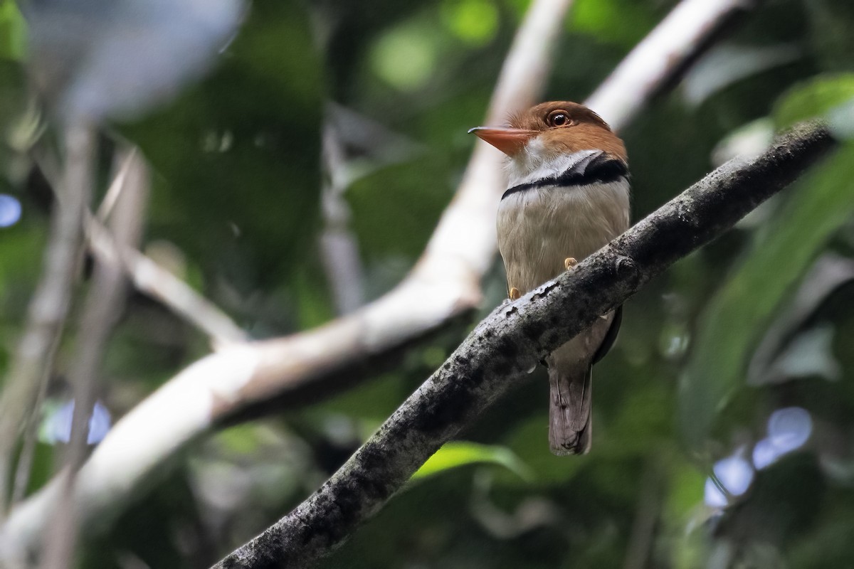 Ошейниковая пуховка - ML646862101