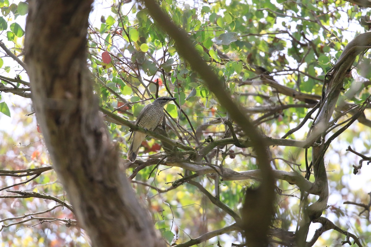 Oruguero Picofino - ML646862102