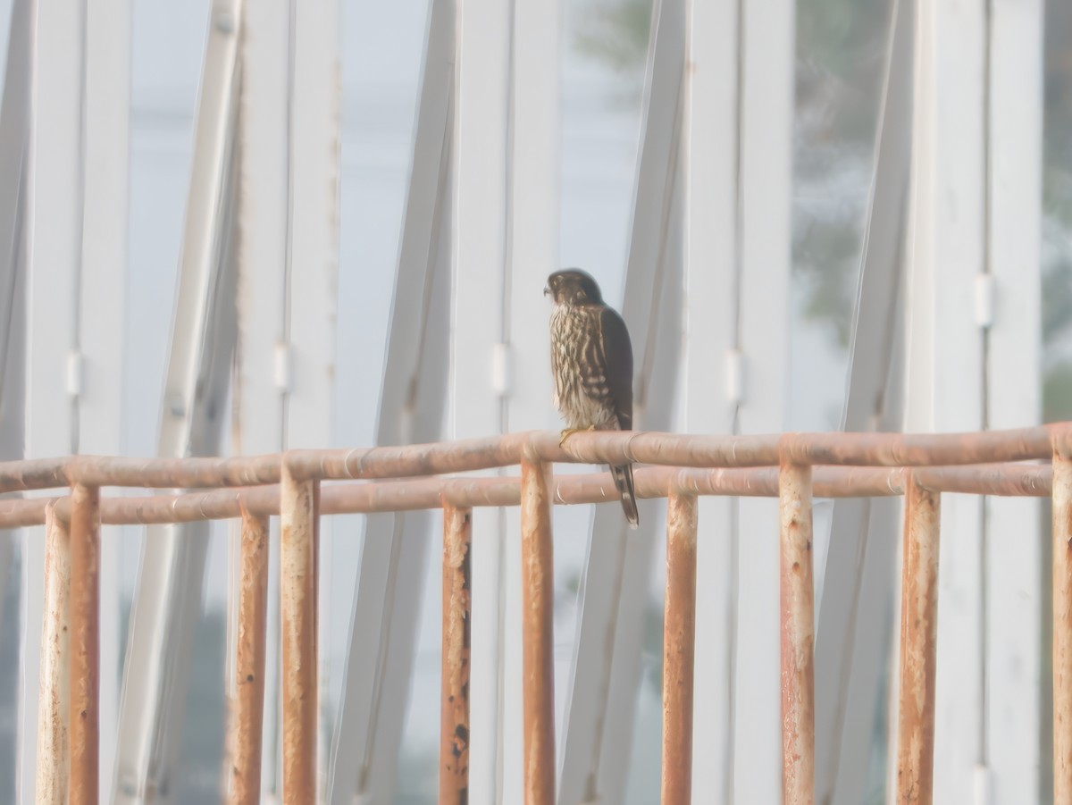 灰背隼 - ML646862106