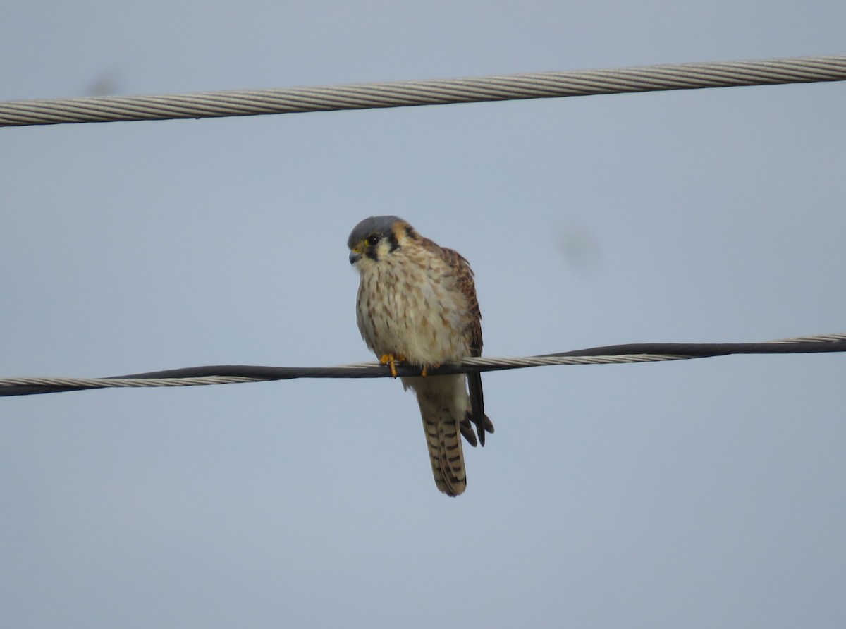 American Kestrel - ML646862107