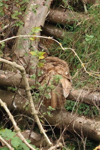 Allocco - ML646862110