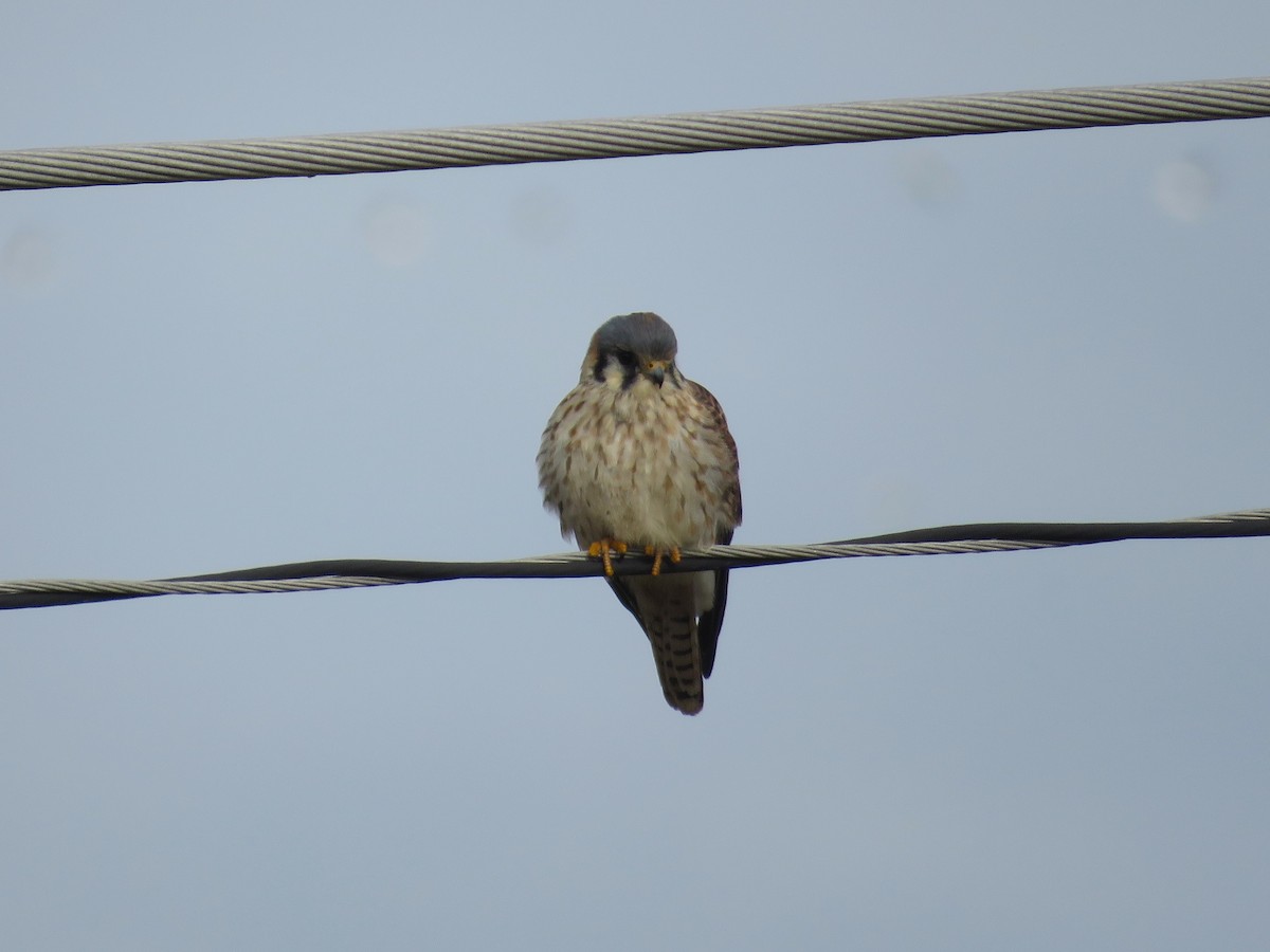 American Kestrel - ML646862112