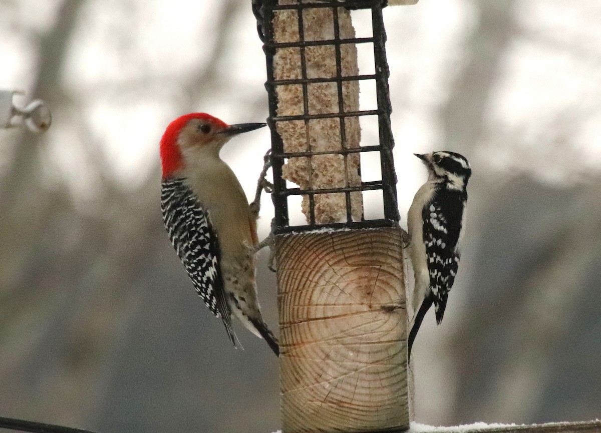 Red-bellied Woodpecker - ML646862113