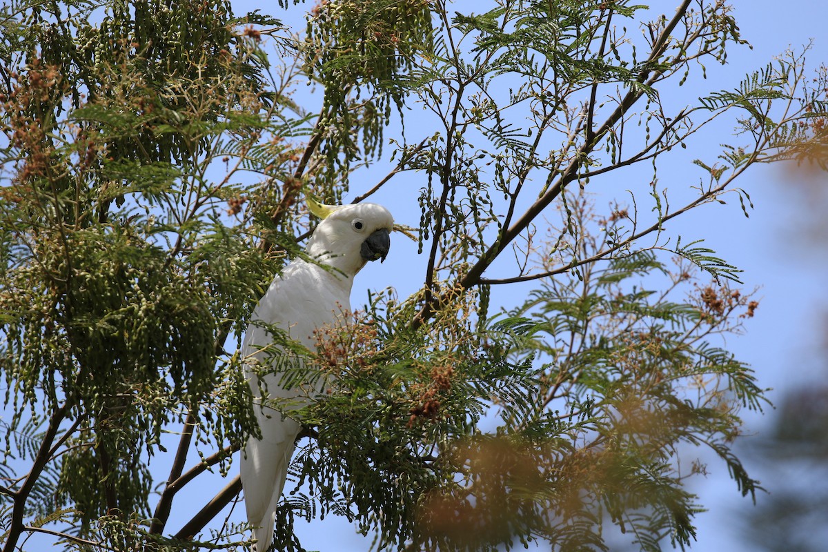 Cacatúa Galerita - ML646862114