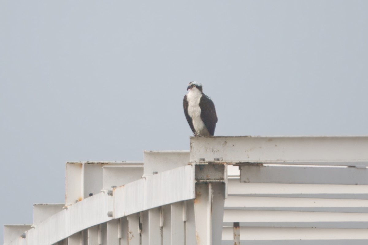 魚鷹 - ML646862117