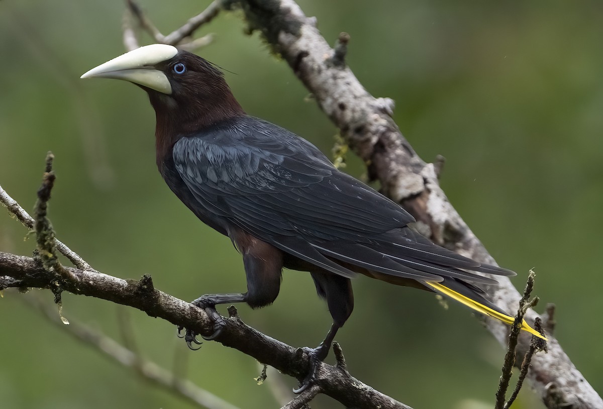 Chestnut-headed Oropendola - ML646862118