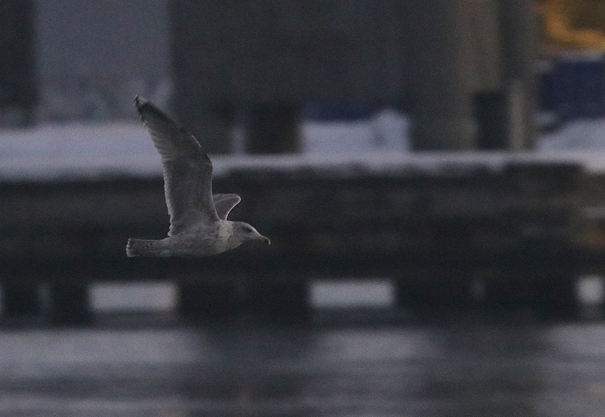 Silbermöwe - ML646862119