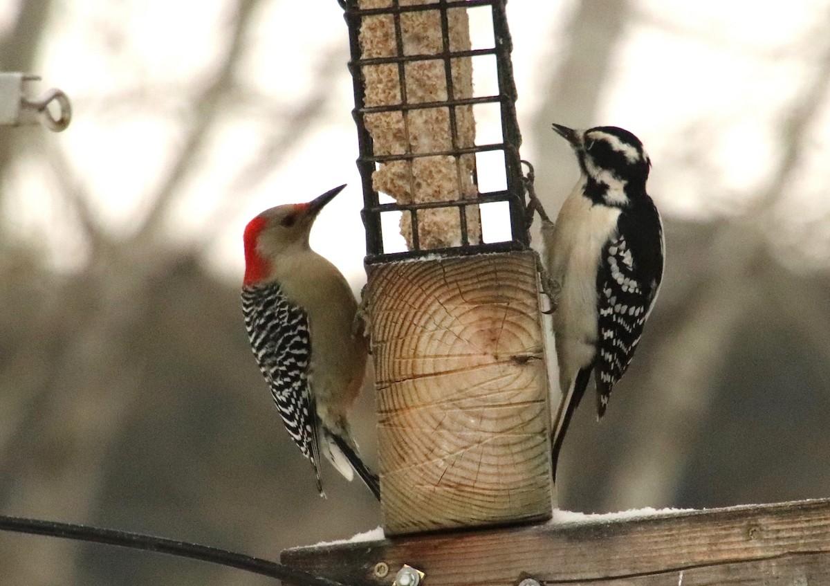 Red-bellied Woodpecker - ML646862120
