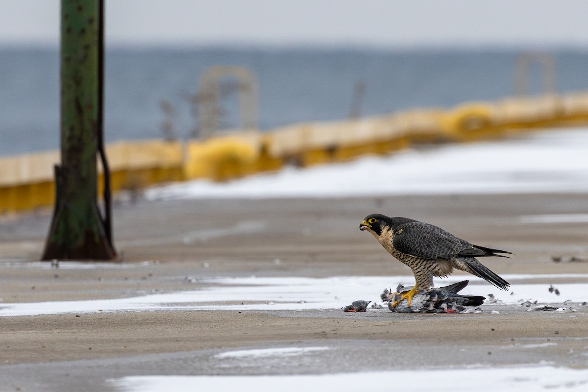 Сапсан - ML646862121