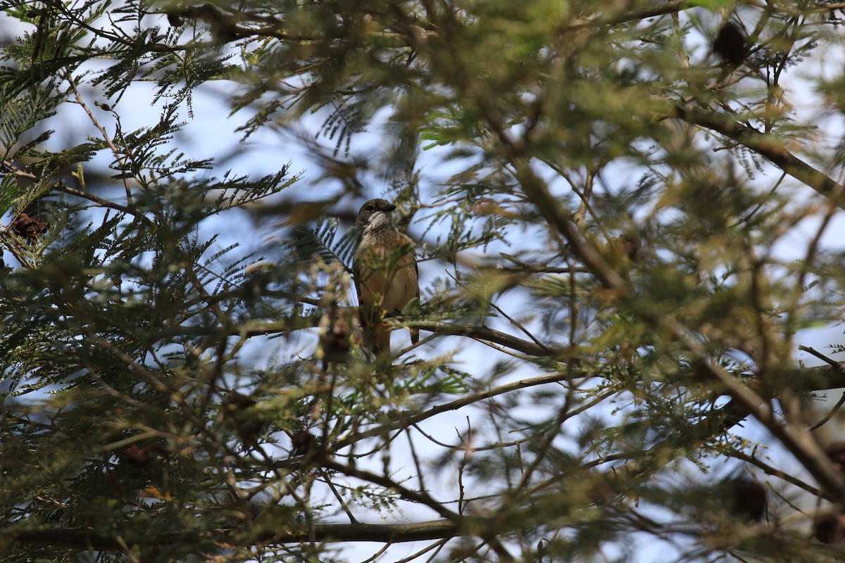 Silbador Rufo - ML646862122