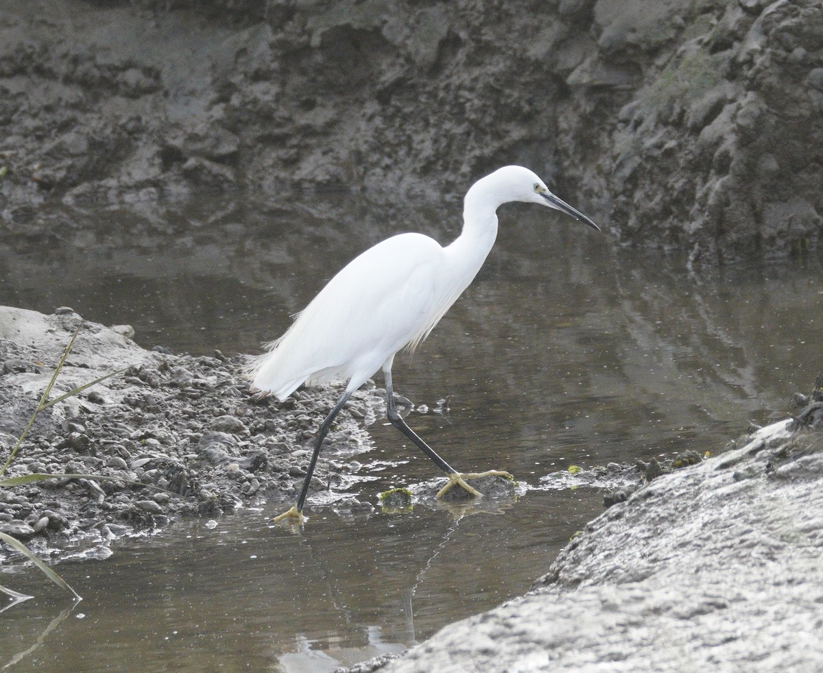 Seidenreiher - ML646862123