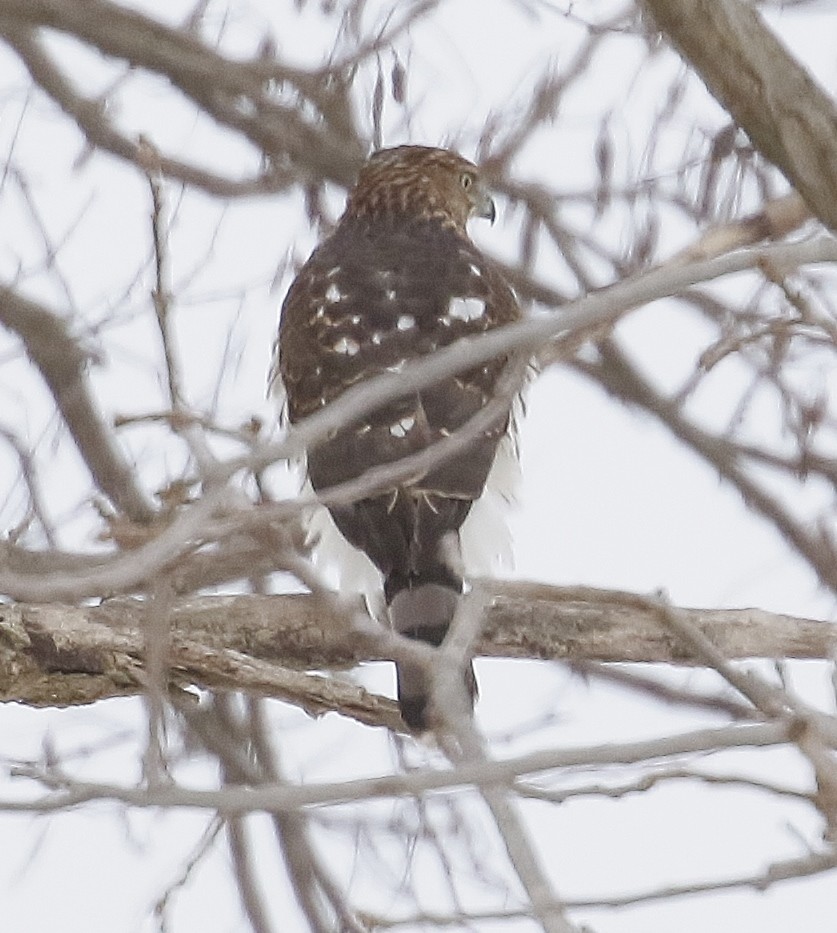 Cooper's Hawk - ML646862124