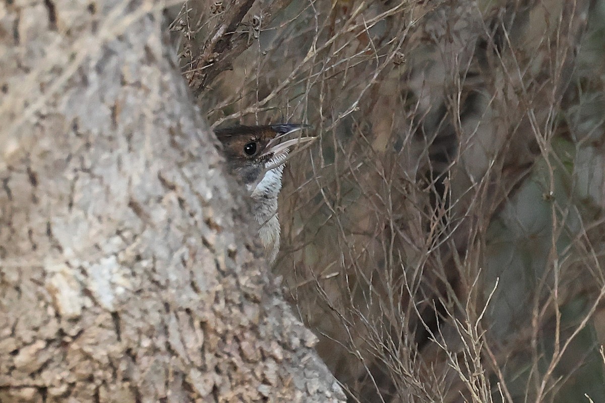 Noisy Scrub-bird - ML646862126