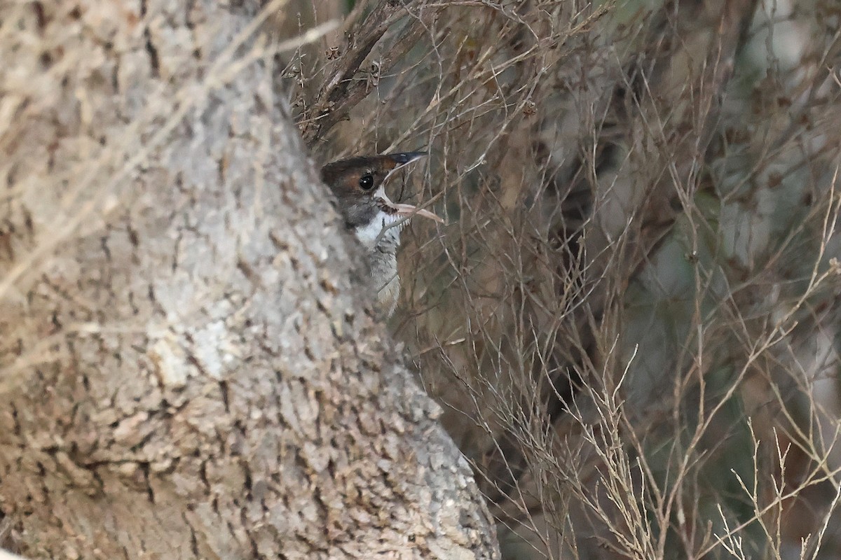 Noisy Scrub-bird - ML646862127