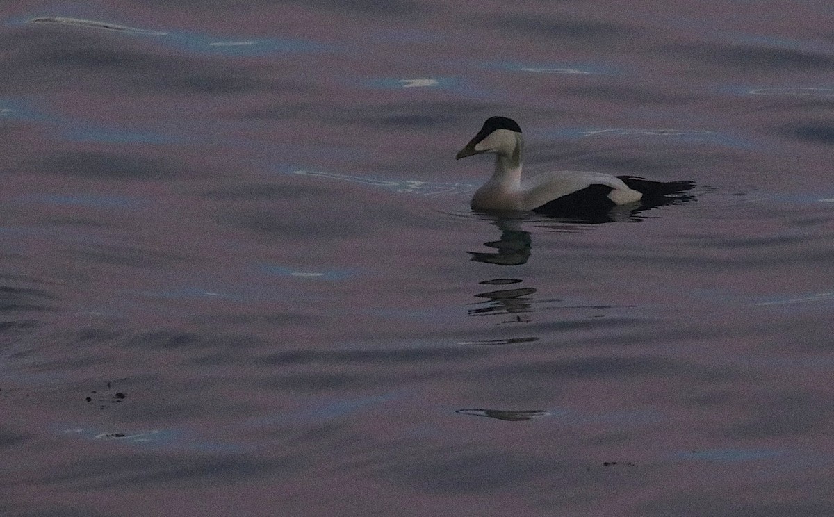 ærfugl - ML646862132