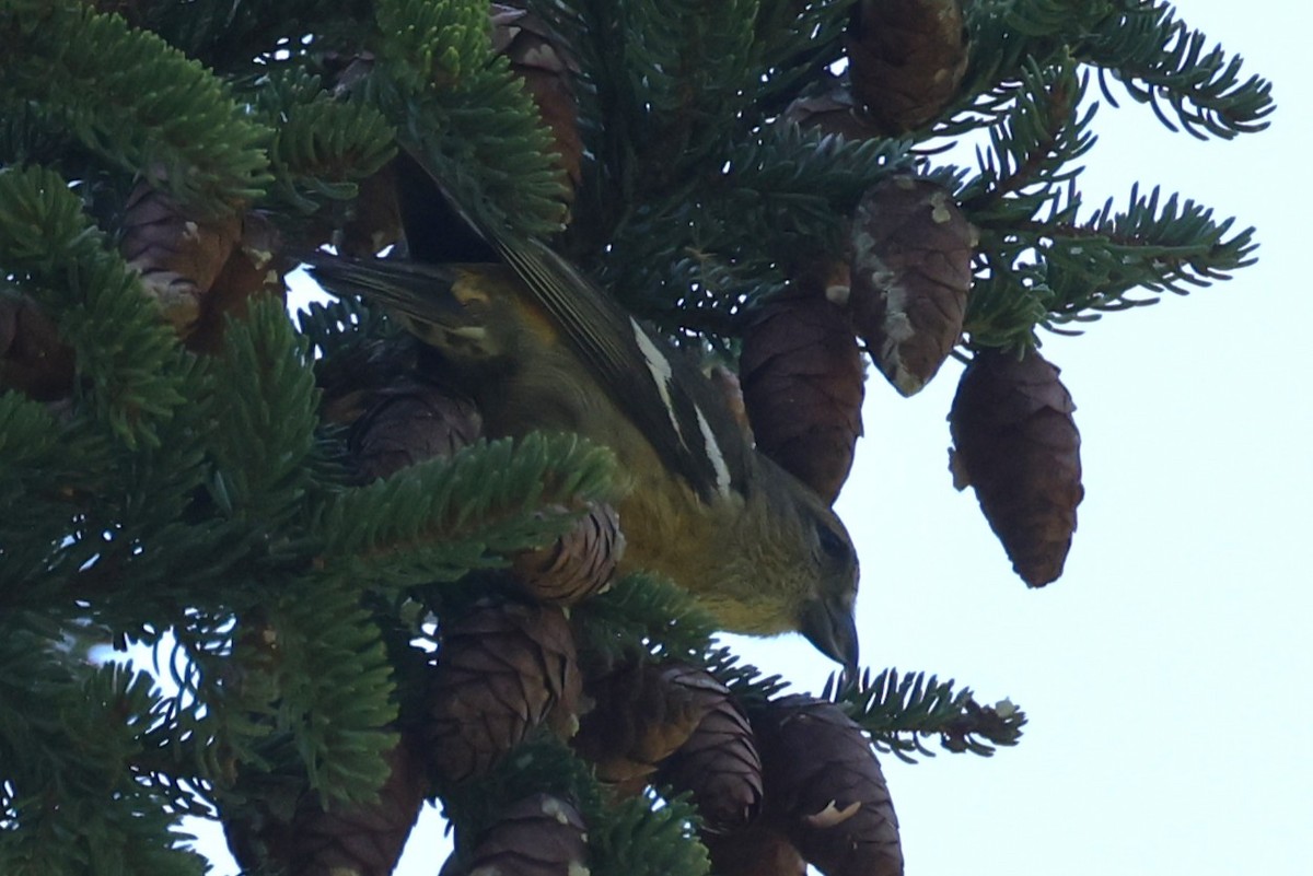 Белокрылый клёст - ML646862133