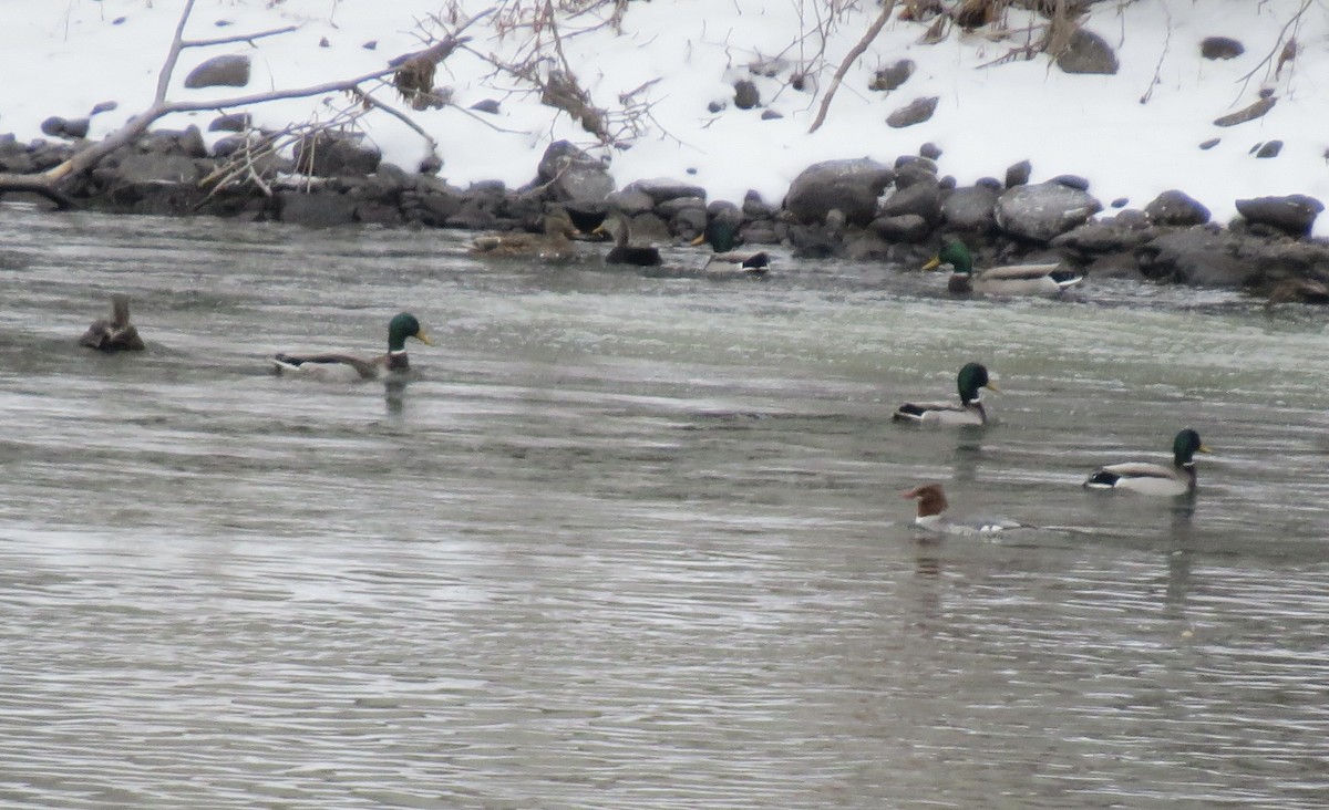 stokkand - ML646862134