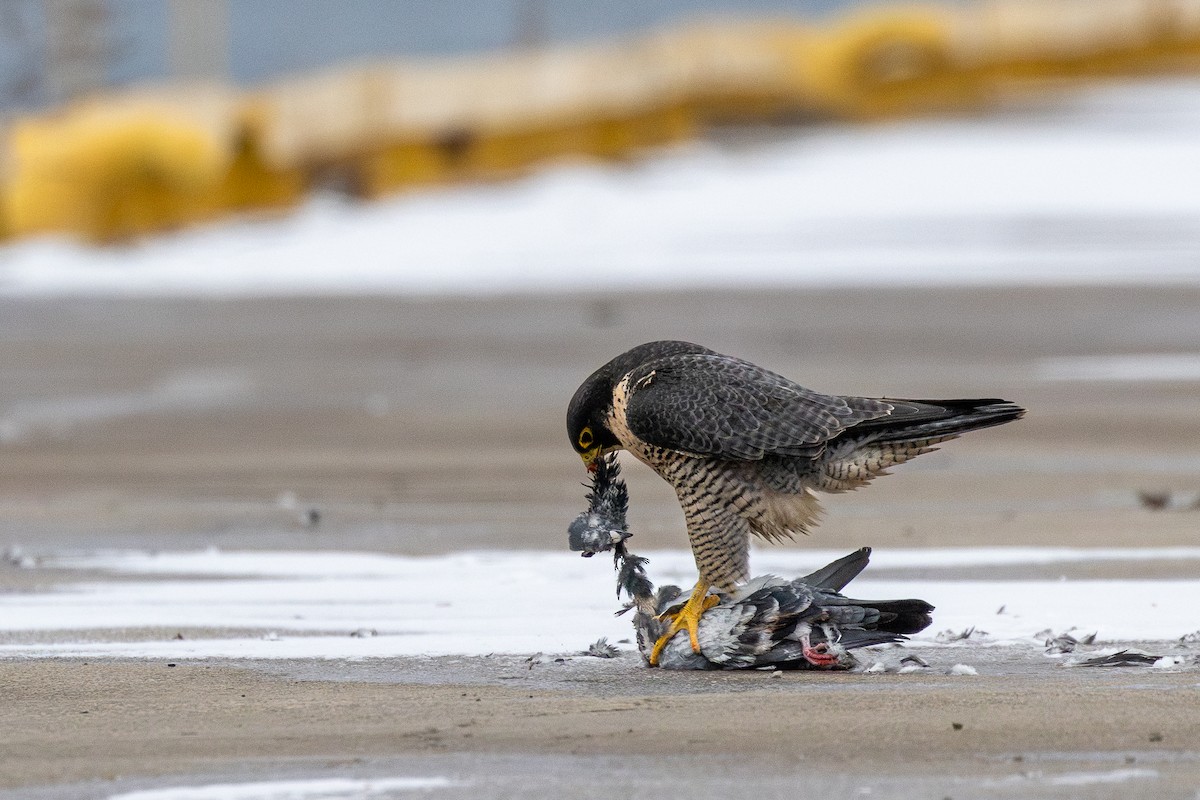 Сапсан - ML646862135