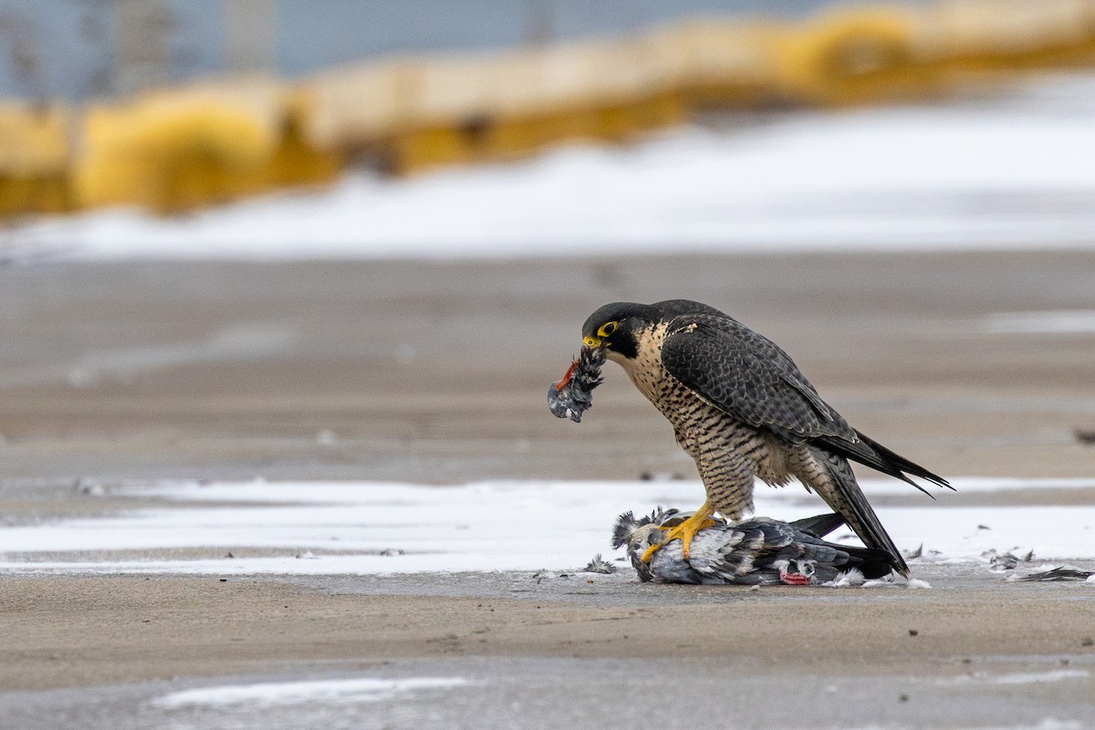 Сапсан - ML646862136