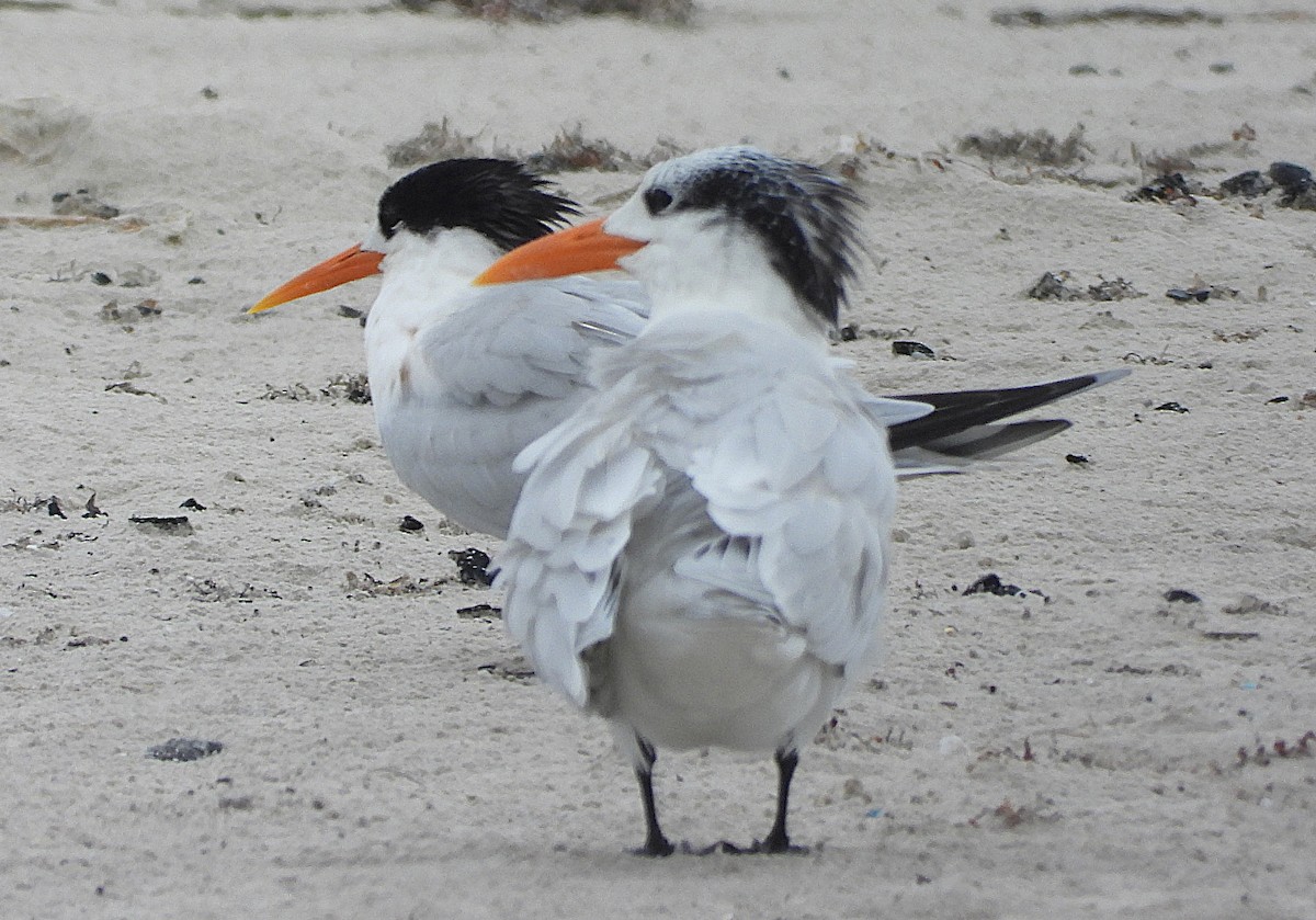 Elegant Tern - ML646862137