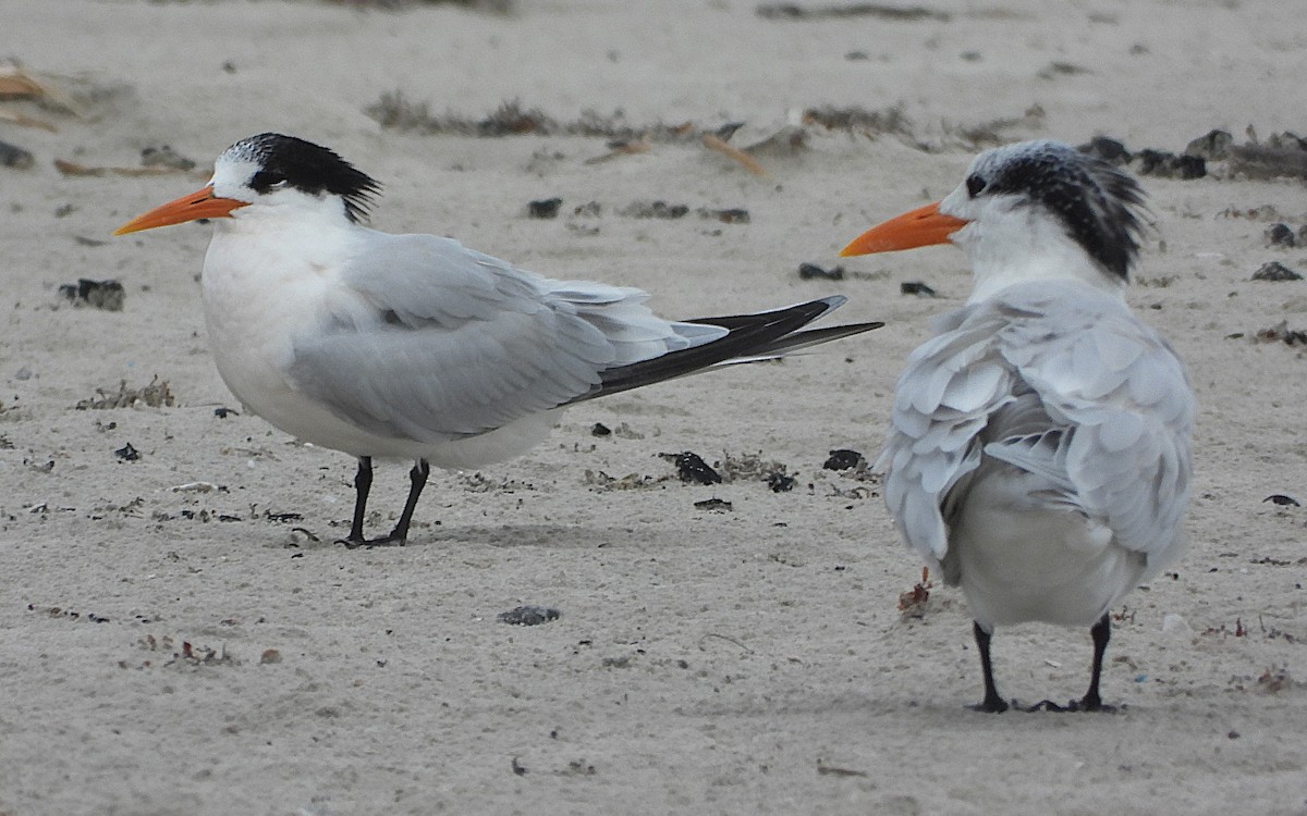 Elegant Tern - ML646862138