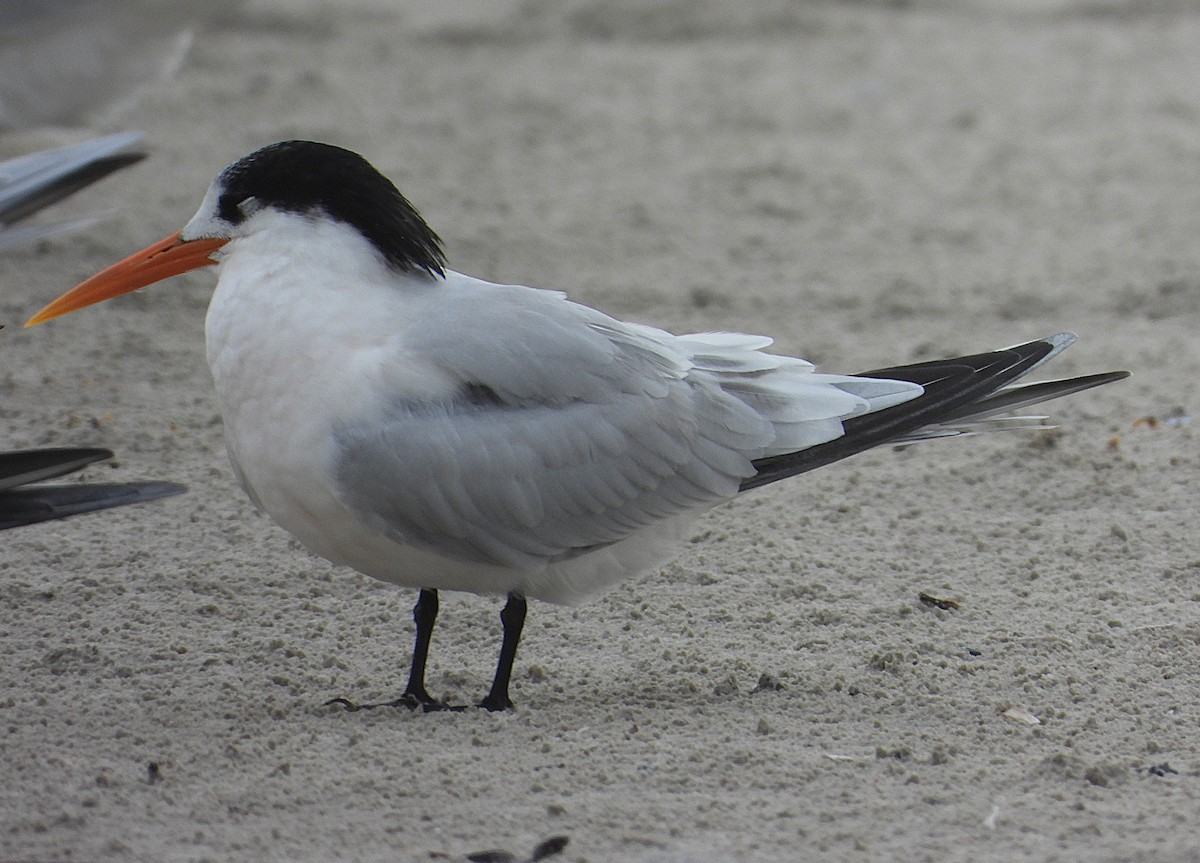 Elegant Tern - ML646862139