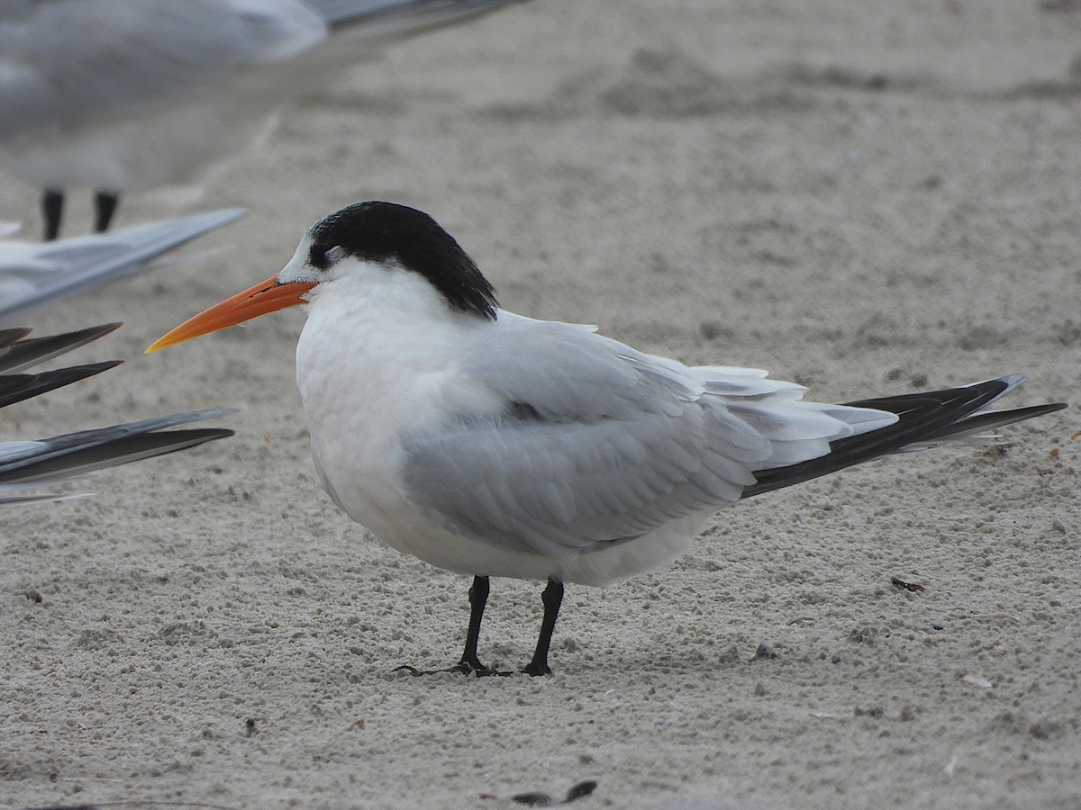 Elegant Tern - ML646862140