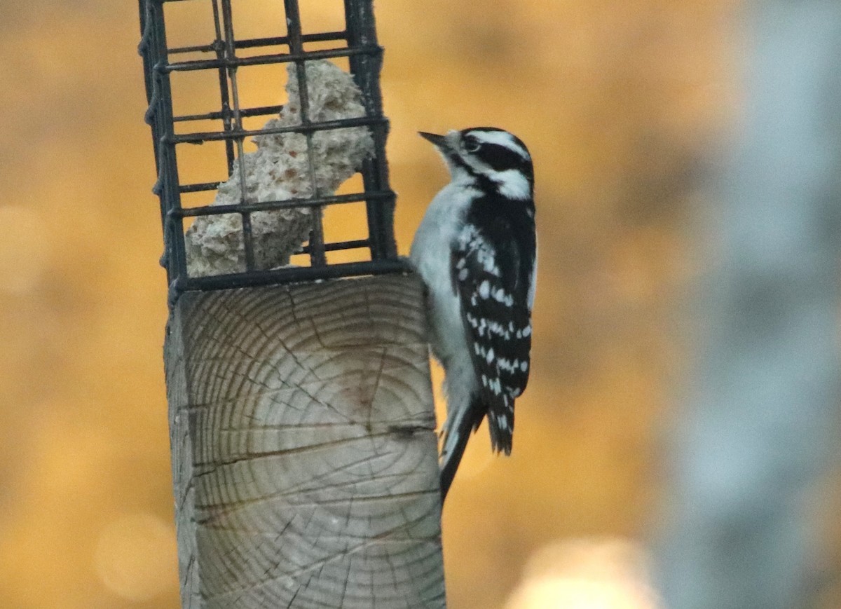 Downy Woodpecker - ML646862141