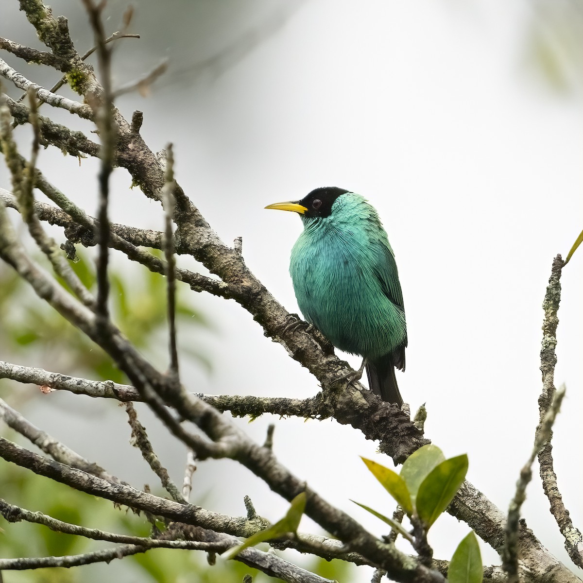 Mielerito Verde - ML646862144