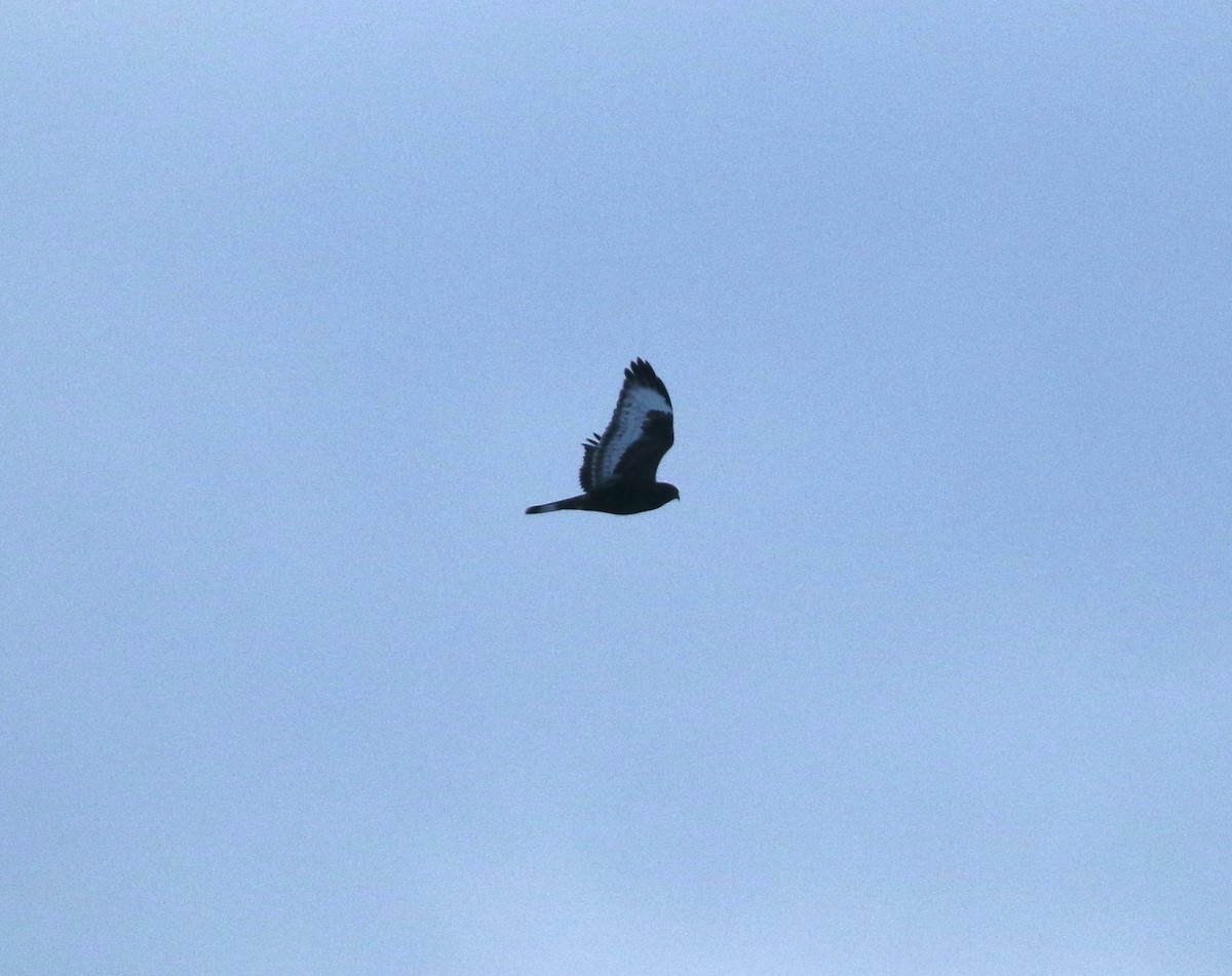 Rough-legged Hawk - ML646862146