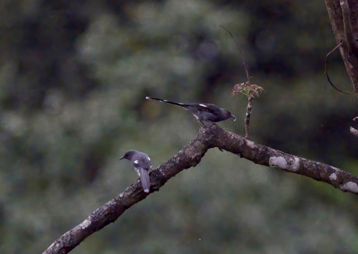 Long-tailed Sibia - ML646862147