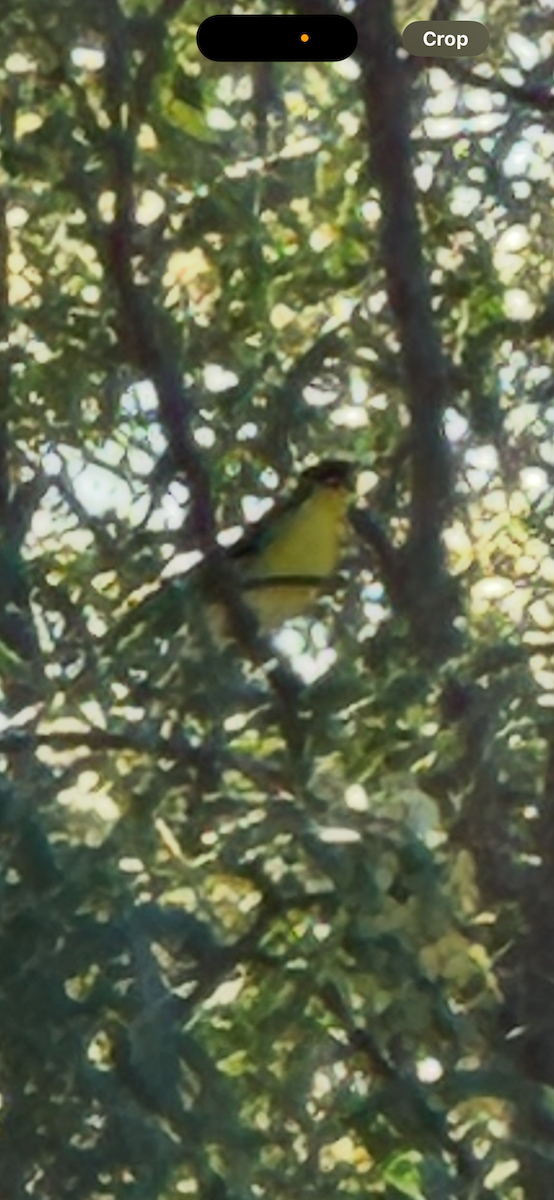 Lesser Goldfinch - ML646862148